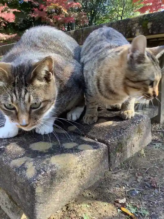 玉野御嶽神社の動物