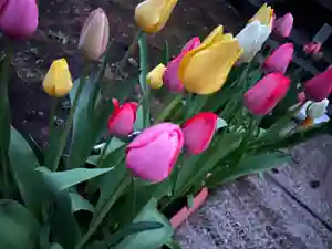 大宮温泉神社(栃木県)(2022年04月20日(水) 08時35分21秒投稿)