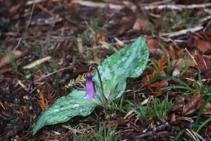 鹿島大神宮の自然