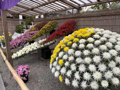 亀戸天神社の自然