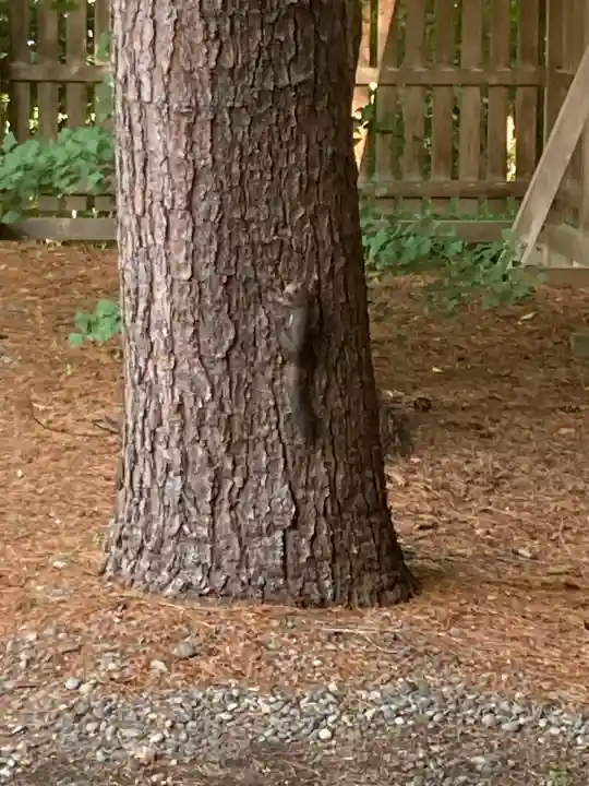 帯廣神社の動物