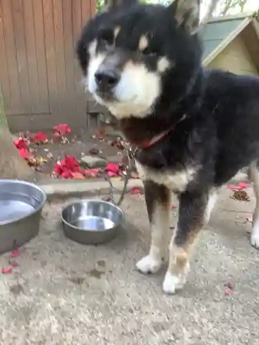 玉野御嶽神社の動物