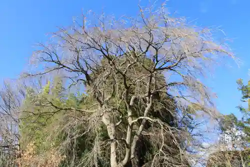 熊野神社の自然