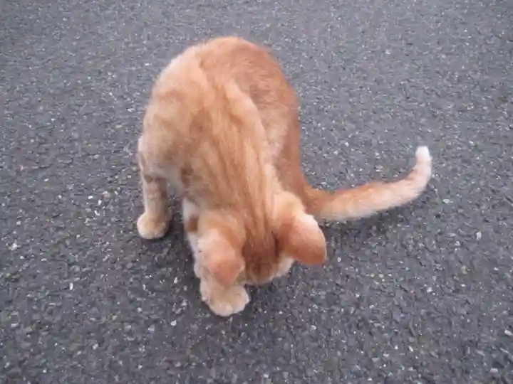 常清寺(神奈川県)