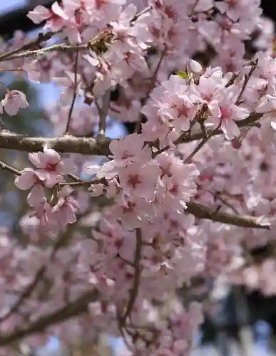 善峯寺(京都府)
