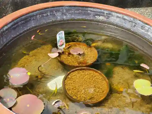 遠照山 光明寺（尼崎大仏）の自然