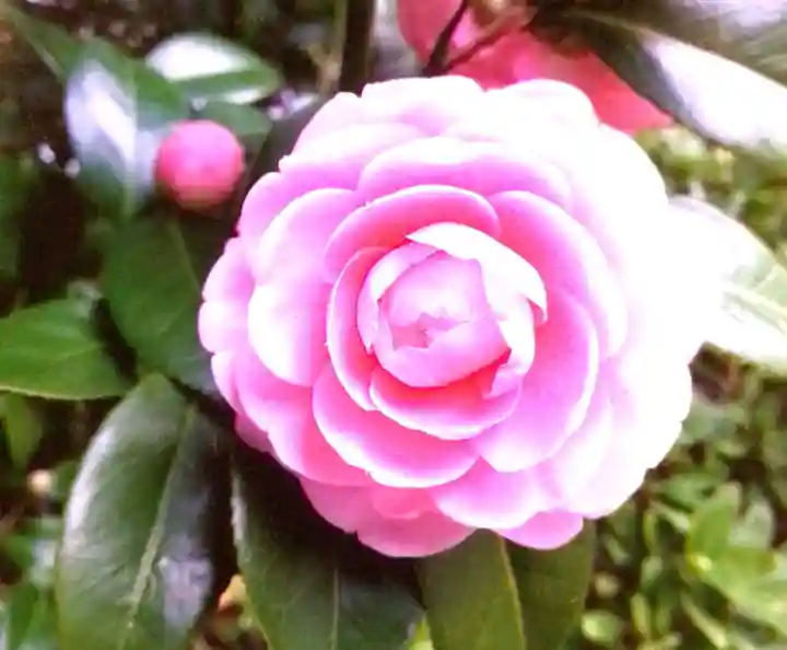 靖國神社(東京都)