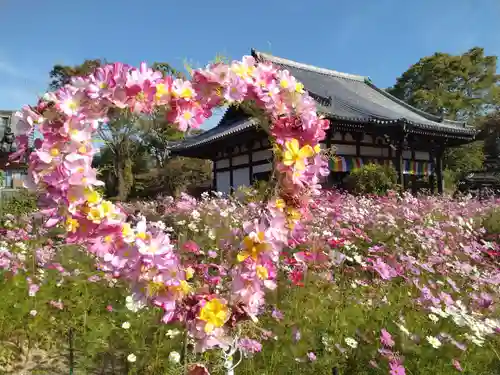 般若寺 ❁﻿コスモス寺❁(奈良県)
