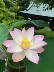 最明寺の自然(2020年06月30日(火) 21時12分05秒投稿)