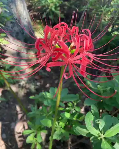 總社 和田八幡宮の自然