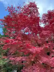 勝林寺(京都府)