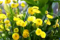 三津厳島神社の自然