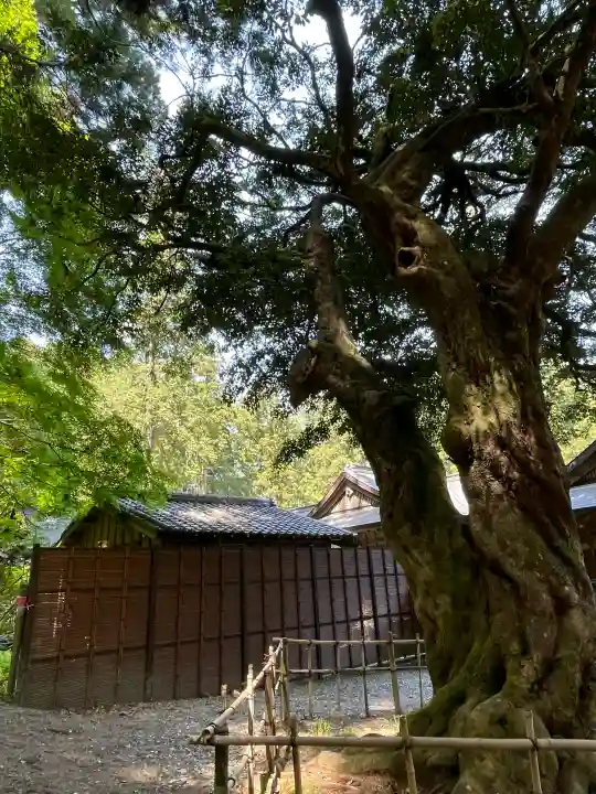小國神社の{uncategorized: "未分類", other: "その他", undefined: "問題あり", building: "その他建物", grave: "お墓", sacred_gate: "鳥居", guardian: "狛犬", statue: "像", buddha: "仏像", history: "歴史", nature: "自然", garden: "庭園", animal: "動物", pagoda: "塔", temizu: "手水舎", mountain_gate: "山門・神門", sanctuary: "本殿・本堂", subordinate: "末社・摂社", art: "芸術", scenery: "景色", jizo: "地蔵", ema: "絵馬", goshuin: "御朱印", omikuji: "おみくじ", items: "授与品その他", amulet: "お守り", goshuincho: "御朱印帳", eats: "食事", festival: "お祭り", votive_dance: "神楽", shichigosan: "七五三参", wedding: "結婚式", experience: "体験その他", initially: "初詣", around: "周辺", anti_infection: "感染症対策"}