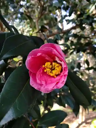 沙沙貴神社(滋賀県)