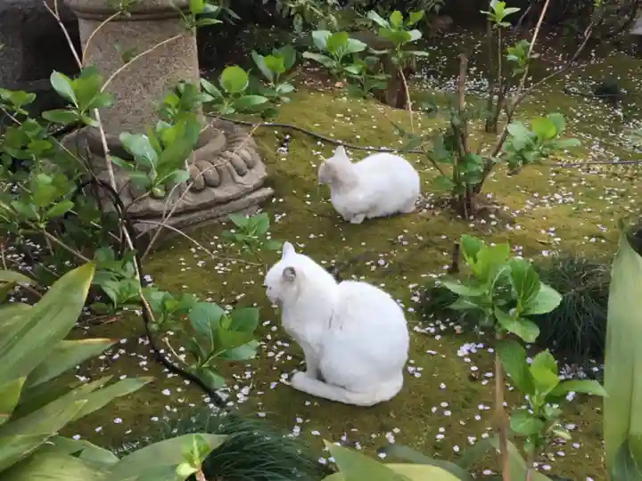 愛宕神社の動物