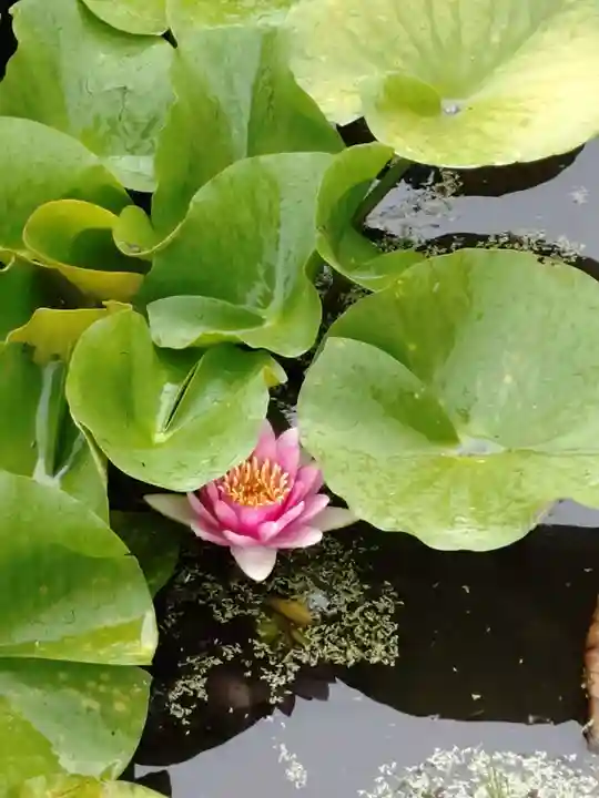 勧修寺(京都府)