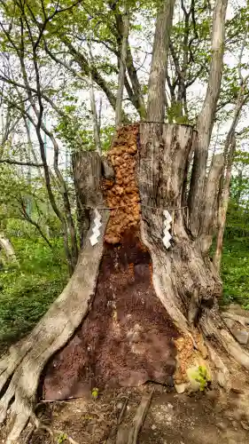 帯廣神社の自然