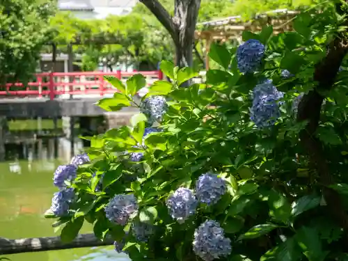 亀戸天神社(東京都)