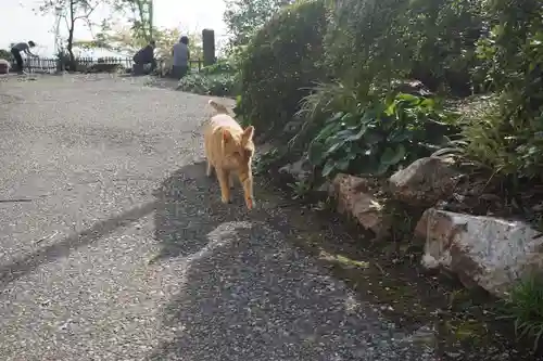 唐澤山神社の動物