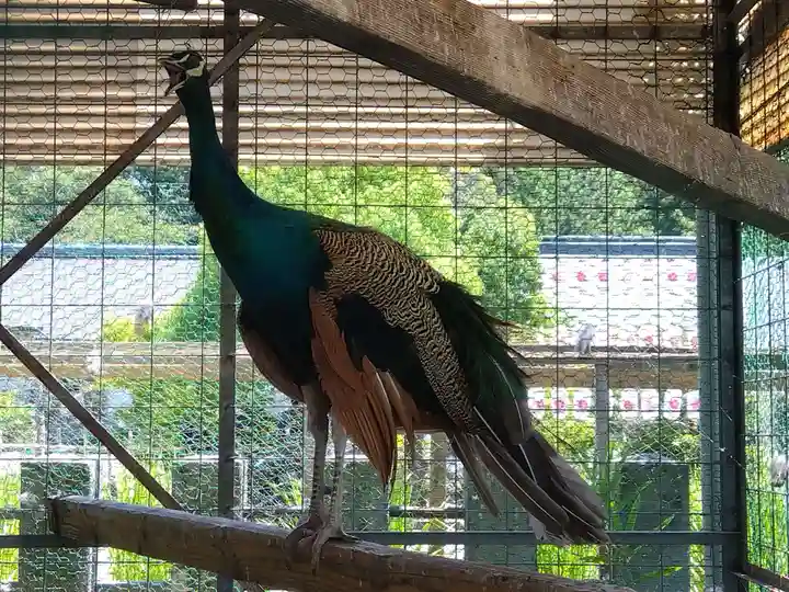 福井県護国神社(福井県)