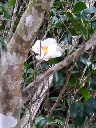 包ケ浦神社の自然