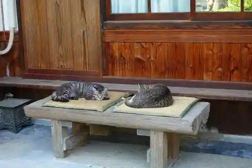 大聖勝軍寺の動物