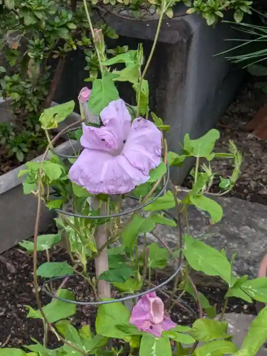 谷中 妙福寺(東京都)