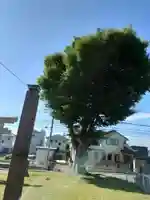 八幡神社の自然