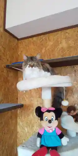 鹿角八坂神社の動物