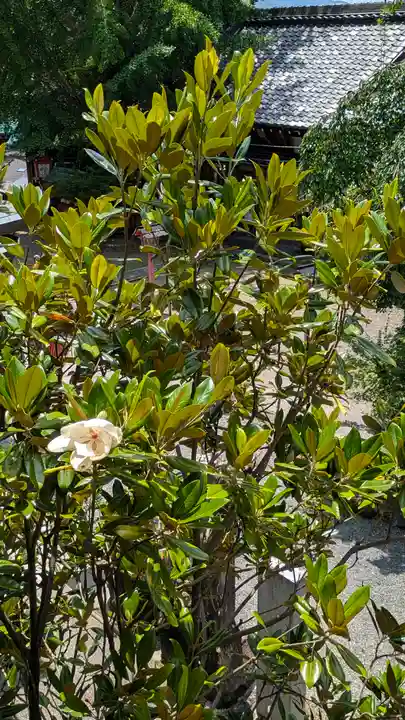 松ヶ崎大黒天 妙圓寺(妙円寺)(京都府)