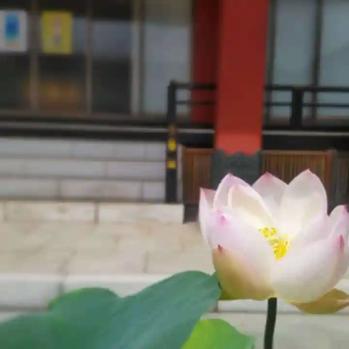 浄土宗 光明山 大蓮寺(照曜会館)の自然