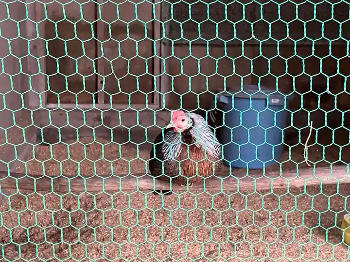 伊古奈比咩命神社(静岡県)