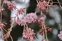 三島八幡神社の自然