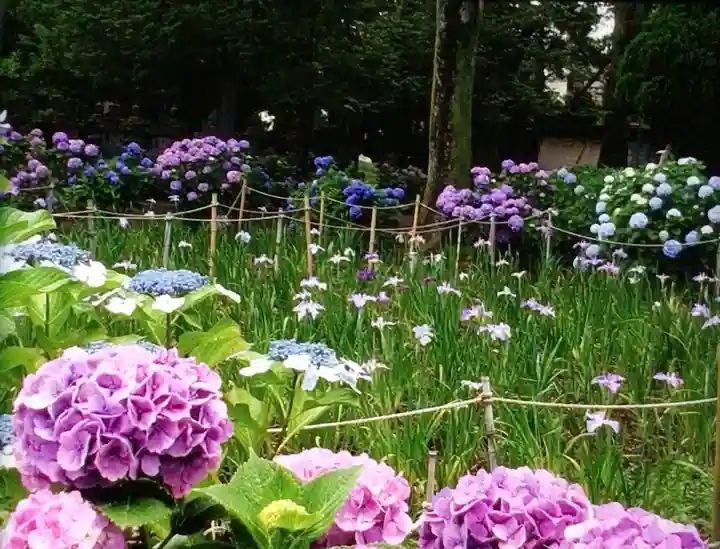 妙法寺(東京都)