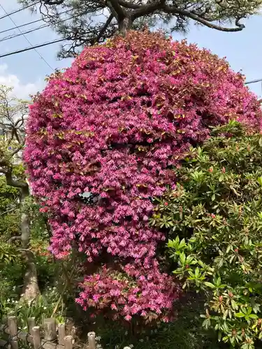 収玄寺の庭園