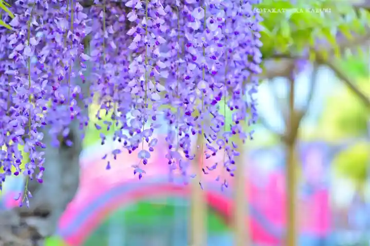 亀戸天神社(東京都)