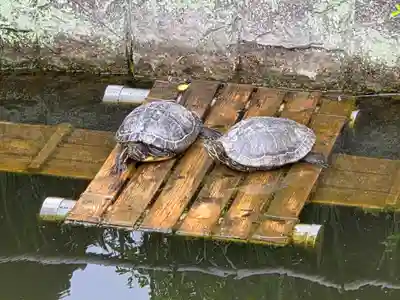 曼荼羅寺の動物