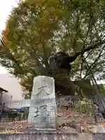 犬塚・犬塚の欅(滋賀県)