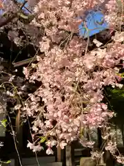 大國魂神社の自然