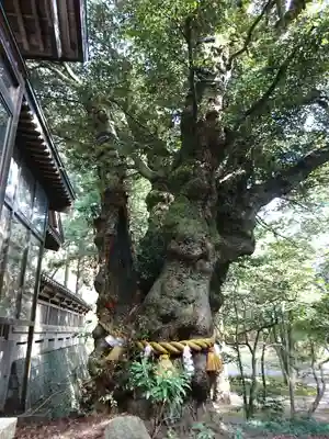 狭野神社の自然