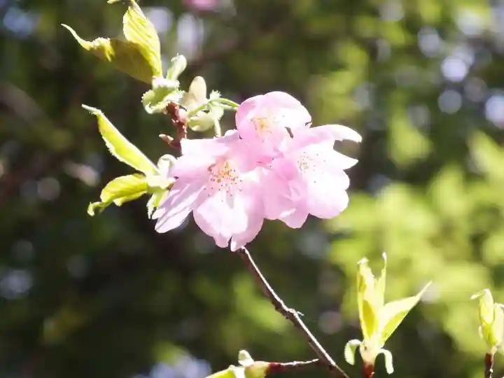 近江神宮の自然