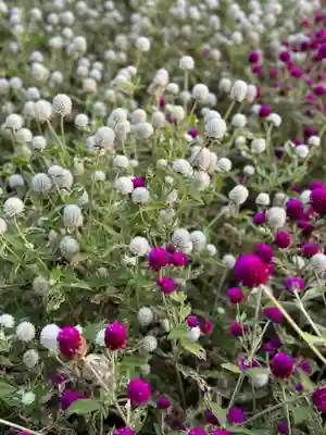眞田神社(長野県)