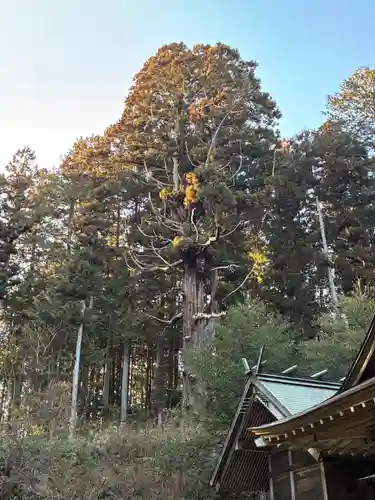 大宮温泉神社(栃木県)