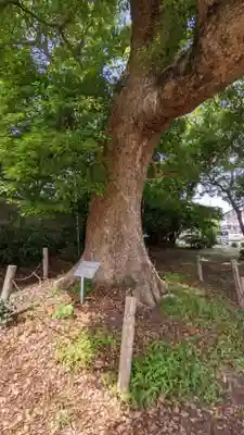 八幡社（下門八幡社）の自然