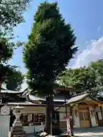 居木神社の自然