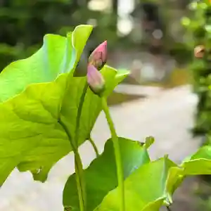 伊勢の国 四天王寺(三重県)(2026年06月08日(月) 14時00分17秒投稿)