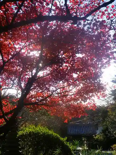浄光明寺の自然