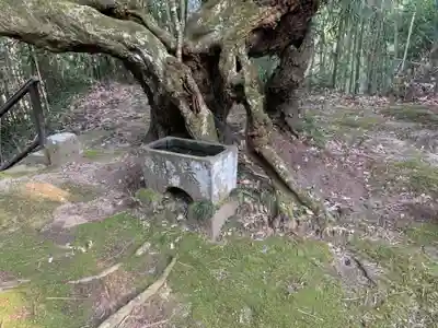 諏訪神社の自然