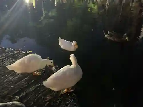 平塚八幡宮の動物