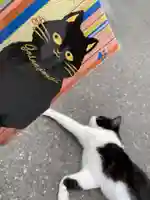 御誕生寺(猫寺)の動物